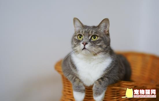 猫咪洗脸是怎么回事 猫洗脸什么意思