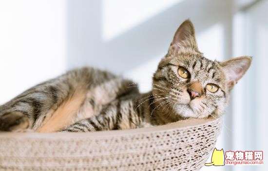 小猫到新家一直叫 小猫到新家一直叫怎么回事