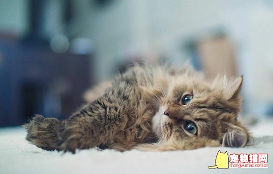 猫咪刚到家怕生躲起来怎么办 猫咪怕见生人就躲起来