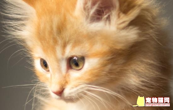 猫咪要生了一直叫怎么办 猫咪要生了是不是会一直叫