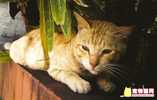 猫能不能吃牛肉 猫可以吃牛肉吗