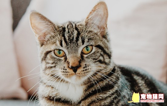 猫伸爪子怎么教育 怎么防止猫伸爪子