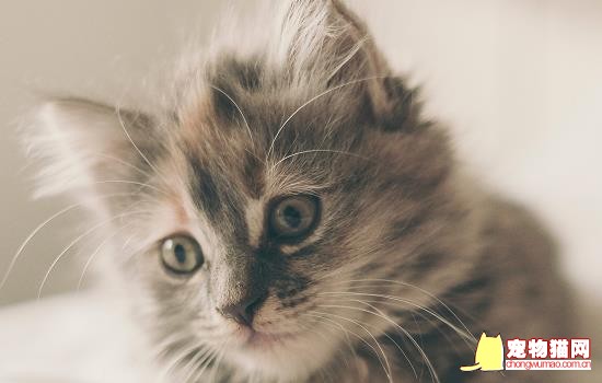 猫最喜欢主人摸哪里 猫最喜欢被主人摸哪个地方