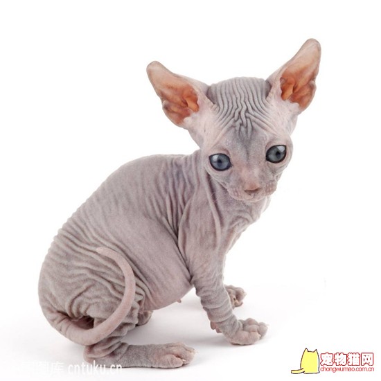 怎样购买到纯种猫猫 纯种猫购买技巧