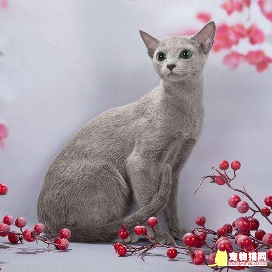 怎样购买到纯种猫猫 纯种猫购买技巧