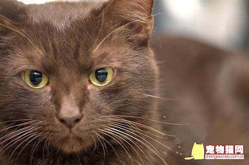 哈瓦那棕猫怎么挑 哈瓦那棕猫挑选技巧
