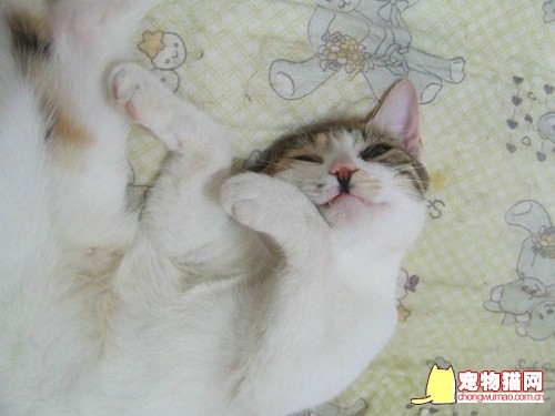 领养猫猫应做哪些准备 养猫前准备工作