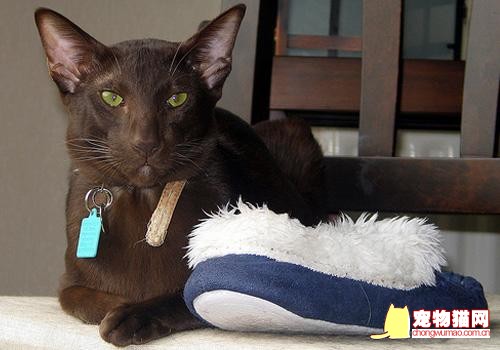 哈瓦那棕猫多少钱 哈瓦那棕猫价格行情