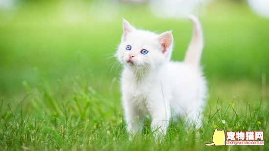白色波斯猫多少钱 波斯猫幼崽价格插图