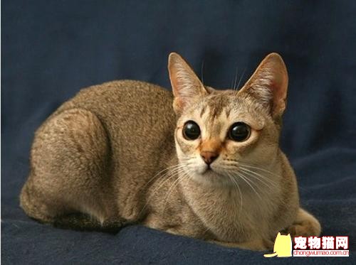 新加坡猫多少钱一只 纯种新加坡猫价格