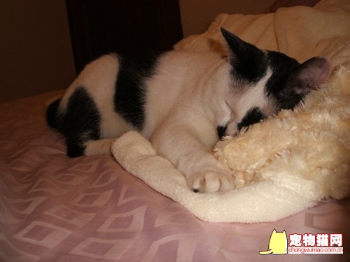 日本短尾猫怎么挑选 日本招财猫选购