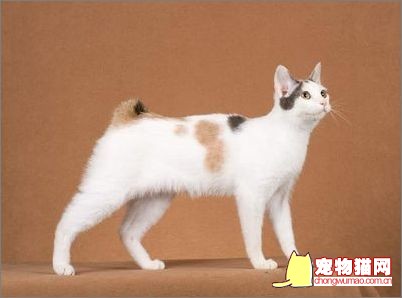 日本短尾猫多少钱一只 短尾猫价格介绍