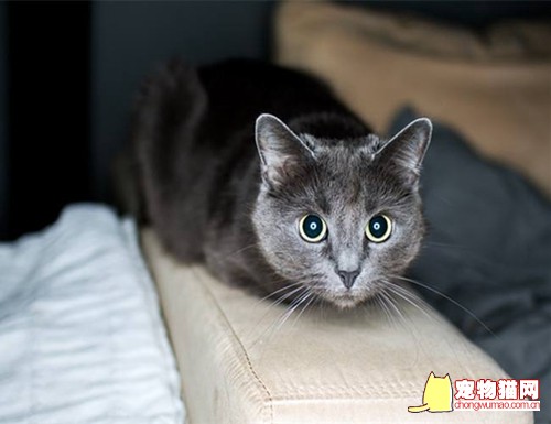 科拉特猫多少钱一只 科拉特猫价格