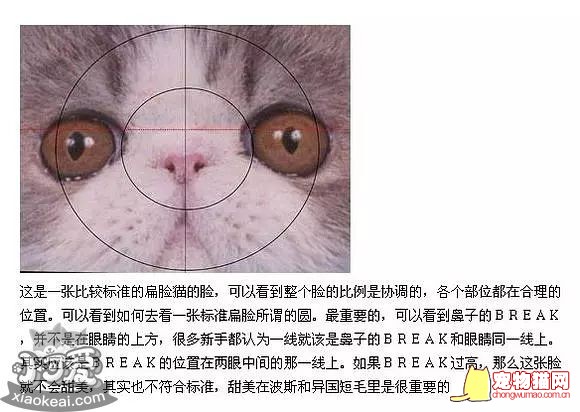 加菲猫怎么看眼鼻一线 加菲猫判断方法