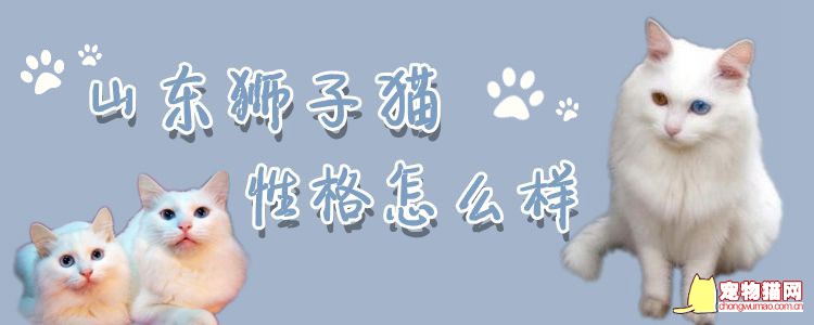 山东狮子猫性格怎么样