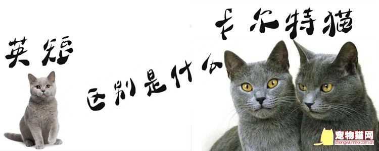 卡尔特猫和英短的区别是什么