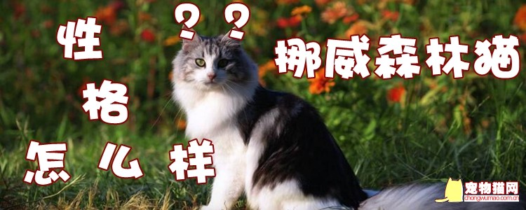 挪威森林猫性格怎么样