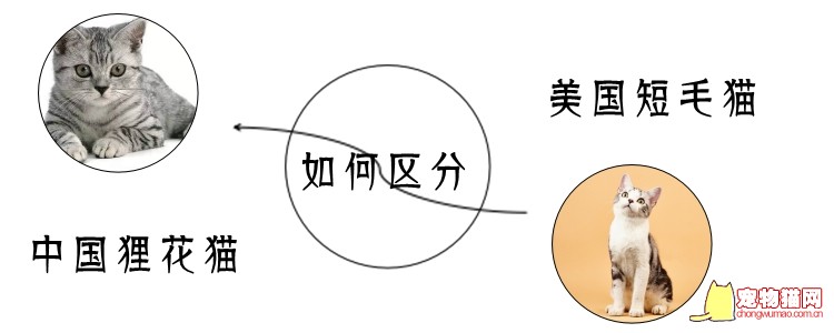 美国短毛猫与中国狸花猫如何区分