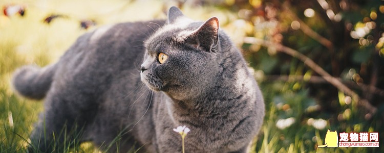 哪些花对猫有毒 想养猫一定要清掉这些花！