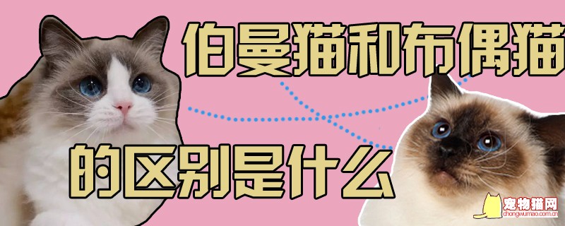 伯曼猫和布偶猫的区别是什么