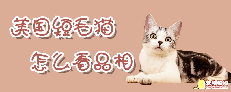 美国短毛猫怎么看品相