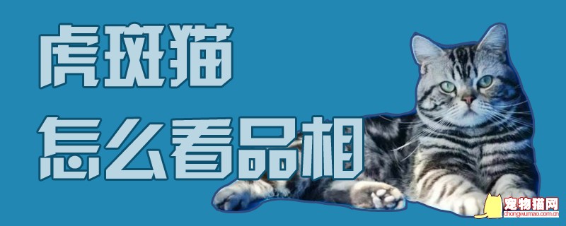 虎斑猫怎么看品相