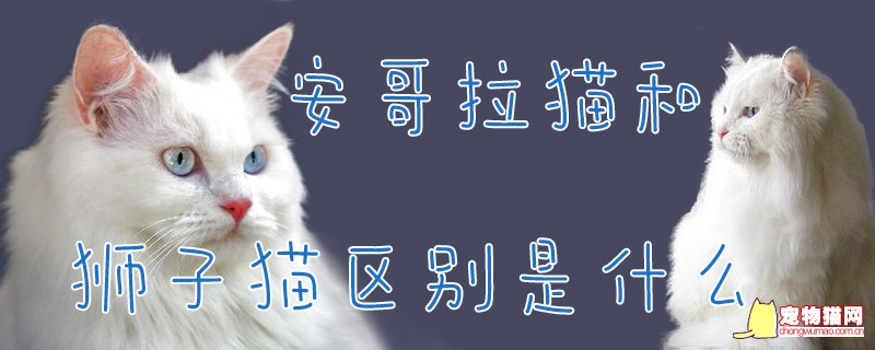 安哥拉猫和狮子猫区别是什么