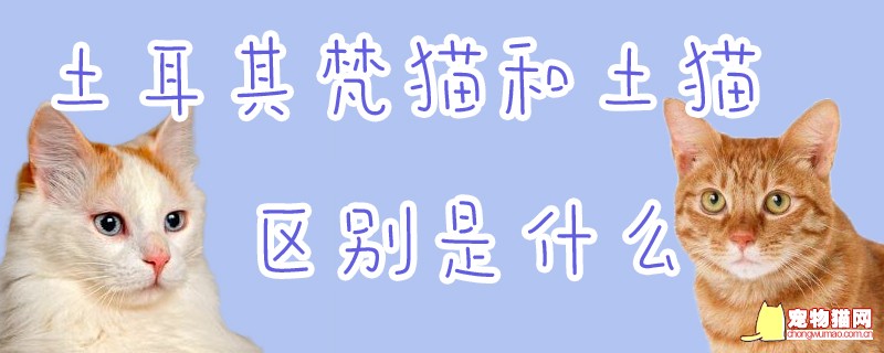 土耳其梵猫和土猫区别是什么