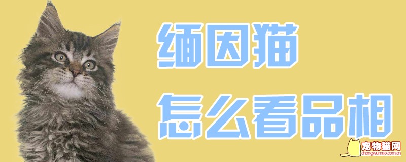 缅因猫怎么看品相