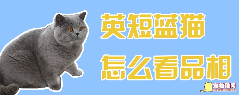 英短蓝猫怎么看品相