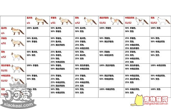 布偶猫配色繁殖表