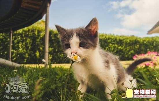 猫咪吃蛋黄可以化毛吗 猫咪吃蛋黄有什么好处插图