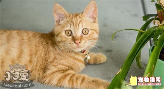 如何能让猫运动起来 有什么好的办法吗插图(1)