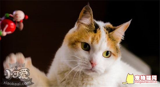 如何能让猫运动起来 有什么好的办法吗插图