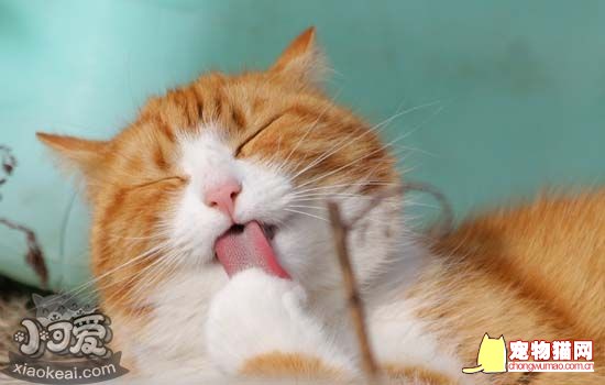 猫的舌头为什么有刺 猫为什么会舌头上有齿齿插图