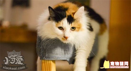 猫咪肥胖怎么减肥 怎么制定猫咪减肥计划插图(1)