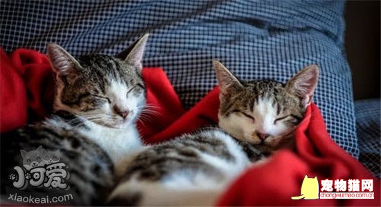 最适合家养的猫有哪些 这几种猫非常适合做家养插图 最适合家养的猫有哪些 这几种猫非常适合做家养插图