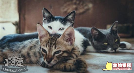 最适合家养的猫有哪些 这几种猫非常适合做家养插图(1)
