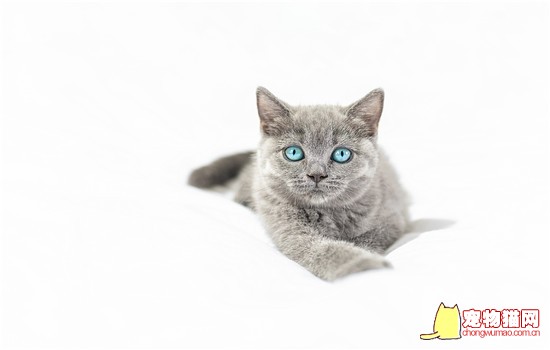 猫吃泡沫塑料怎么办 这些办法很有效