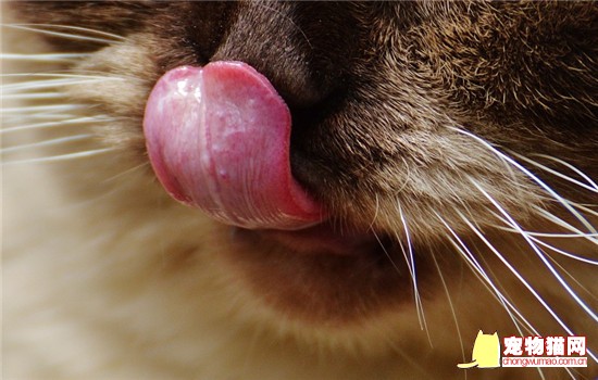 这四种水果猫咪不能吃 喂食猫咪一定要把籽去了插图 这四种水果猫咪不能吃 喂食猫咪一定要把籽去了插图