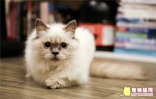 为什么猫讨厌洗澡 所有的猫咪都很怕水吗插图 为什么猫讨厌洗澡 所有的猫咪都很怕水吗插图