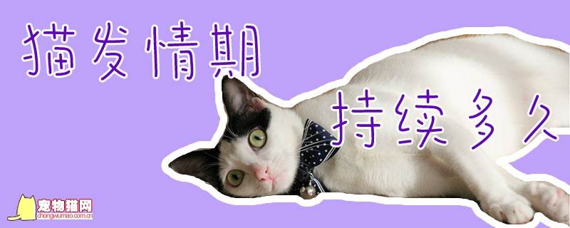 猫发情期持续多久 猫的发情期持续多长时间