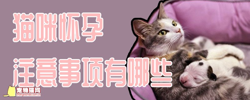 猫咪怀孕注意事项有哪些