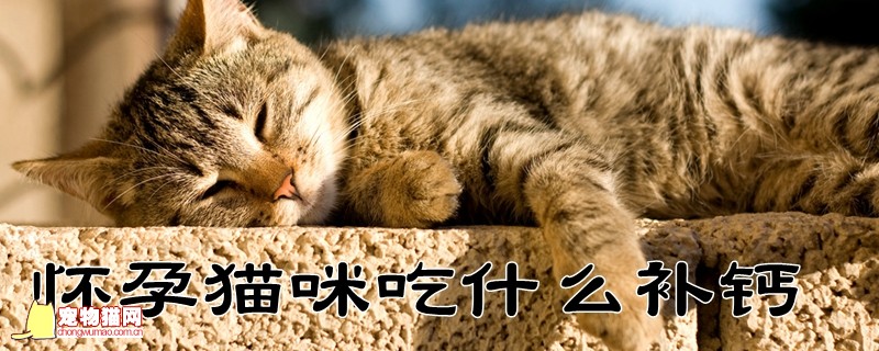 怀孕猫咪吃什么补钙插图