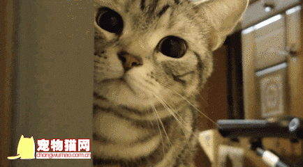 如何训练猫猫上厕所 居家干净猫猫训练方法