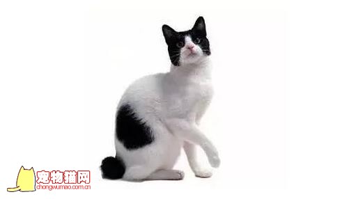 怎么训练短尾猫用猫砂 日本短尾猫训练技巧
