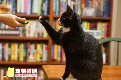 怎么训练猫不咬人 调教猫咪不再咬人方法