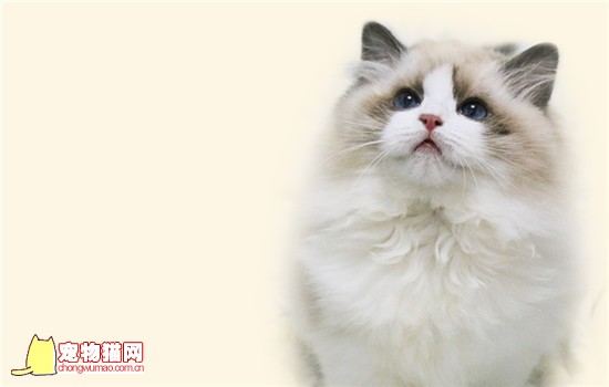 猫咪拉软便怎么回事 猫咪总拉软便怎么回事