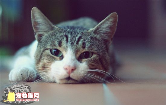 猫咪摔伤了能自愈吗