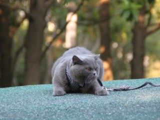 英短 蓝猫找新家 小偿领养
